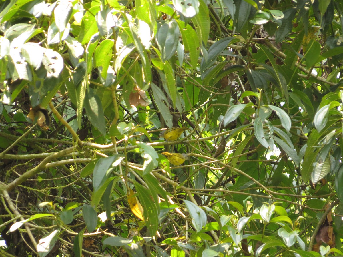 White-shouldered Tanager - ML609474703