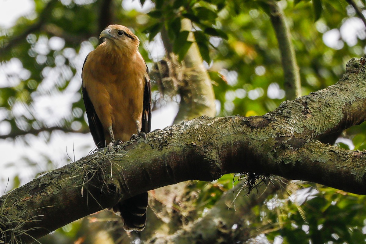 Yellow-headed Caracara - ML609474704