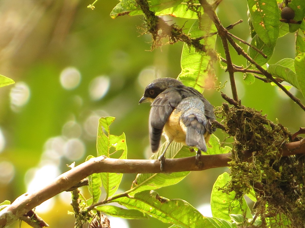 Fawn-breasted Tanager - ML609474718