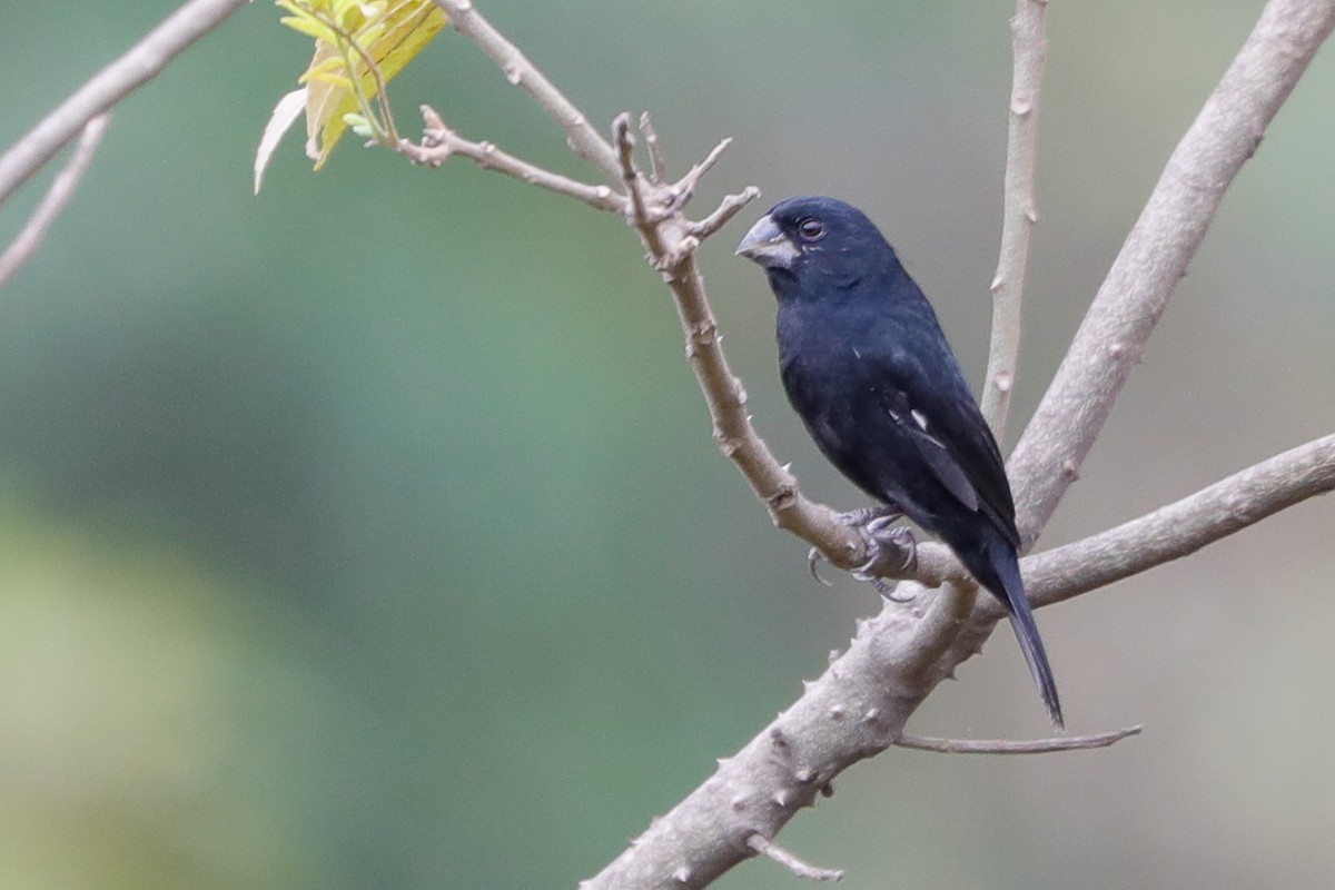 Thick-billed Seed-Finch - ML609474727