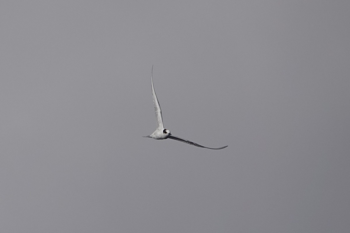 Arctic Tern - ML609474741