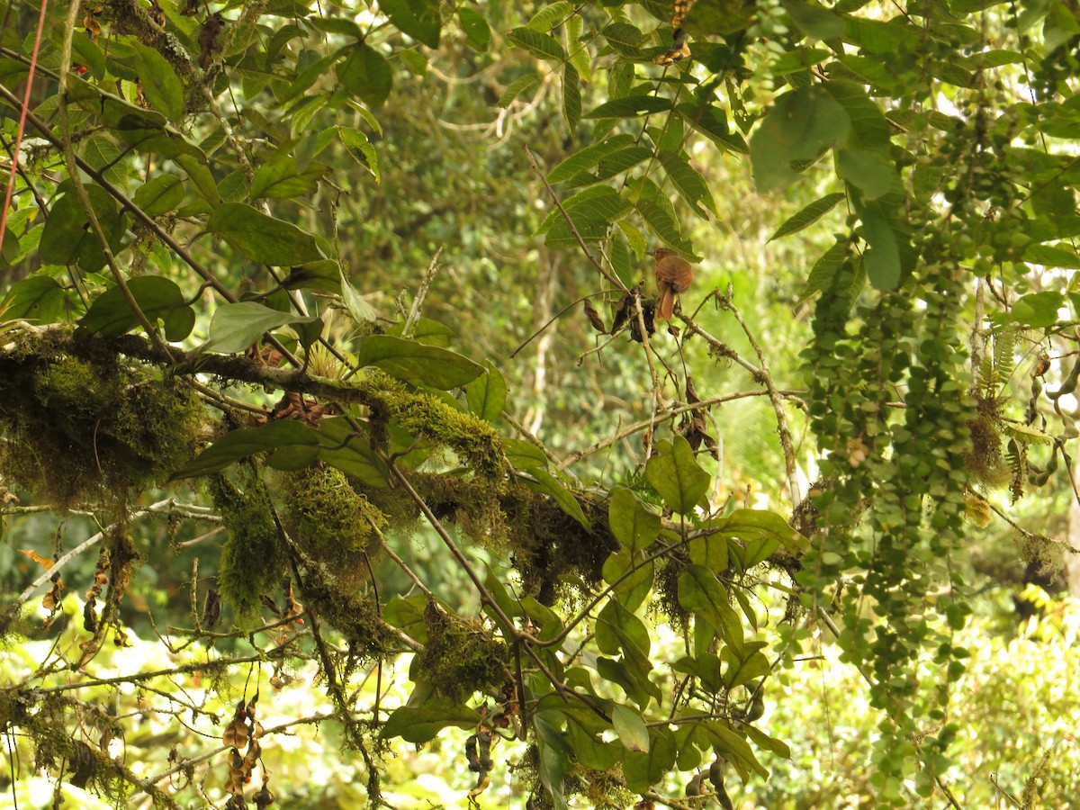 Buff-fronted Foliage-gleaner - ML609474758