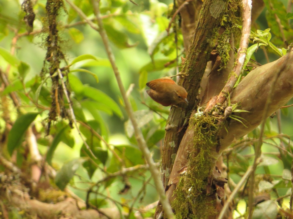 Red-faced Spinetail - ML609474762