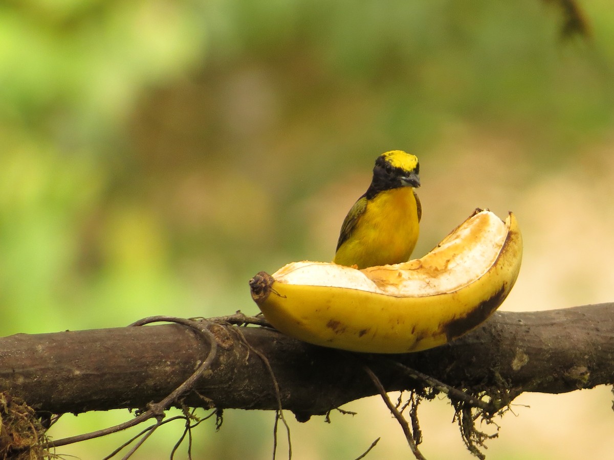 Thick-billed Euphonia - ML609474764