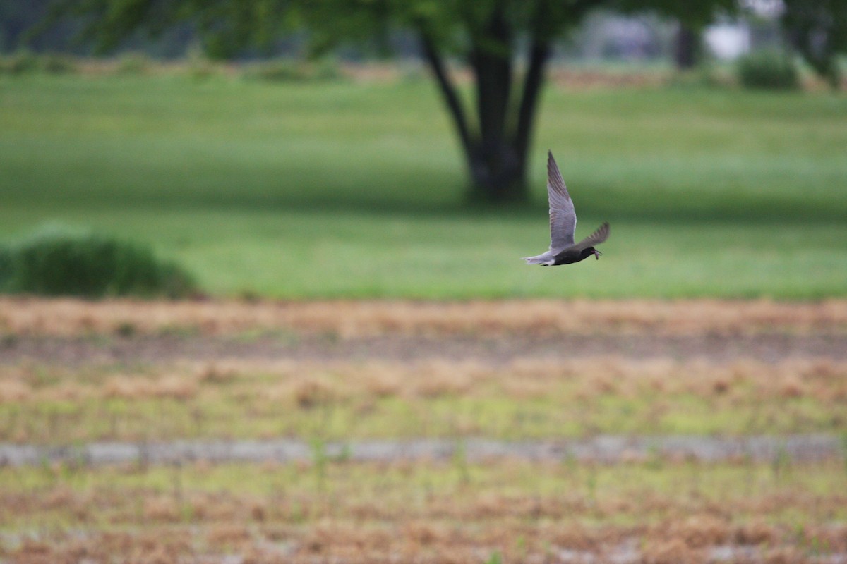 Black Tern - ML609474766