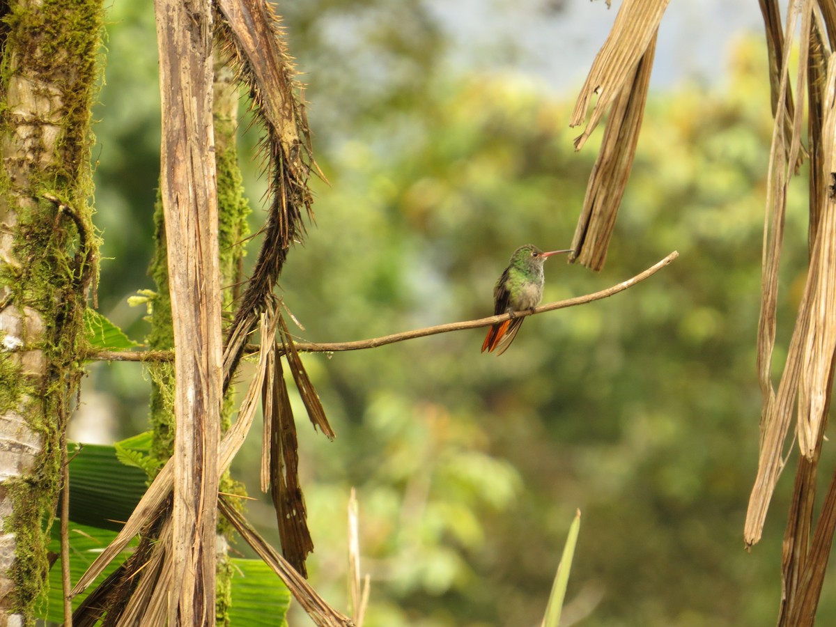 rusthalekolibri - ML609474771