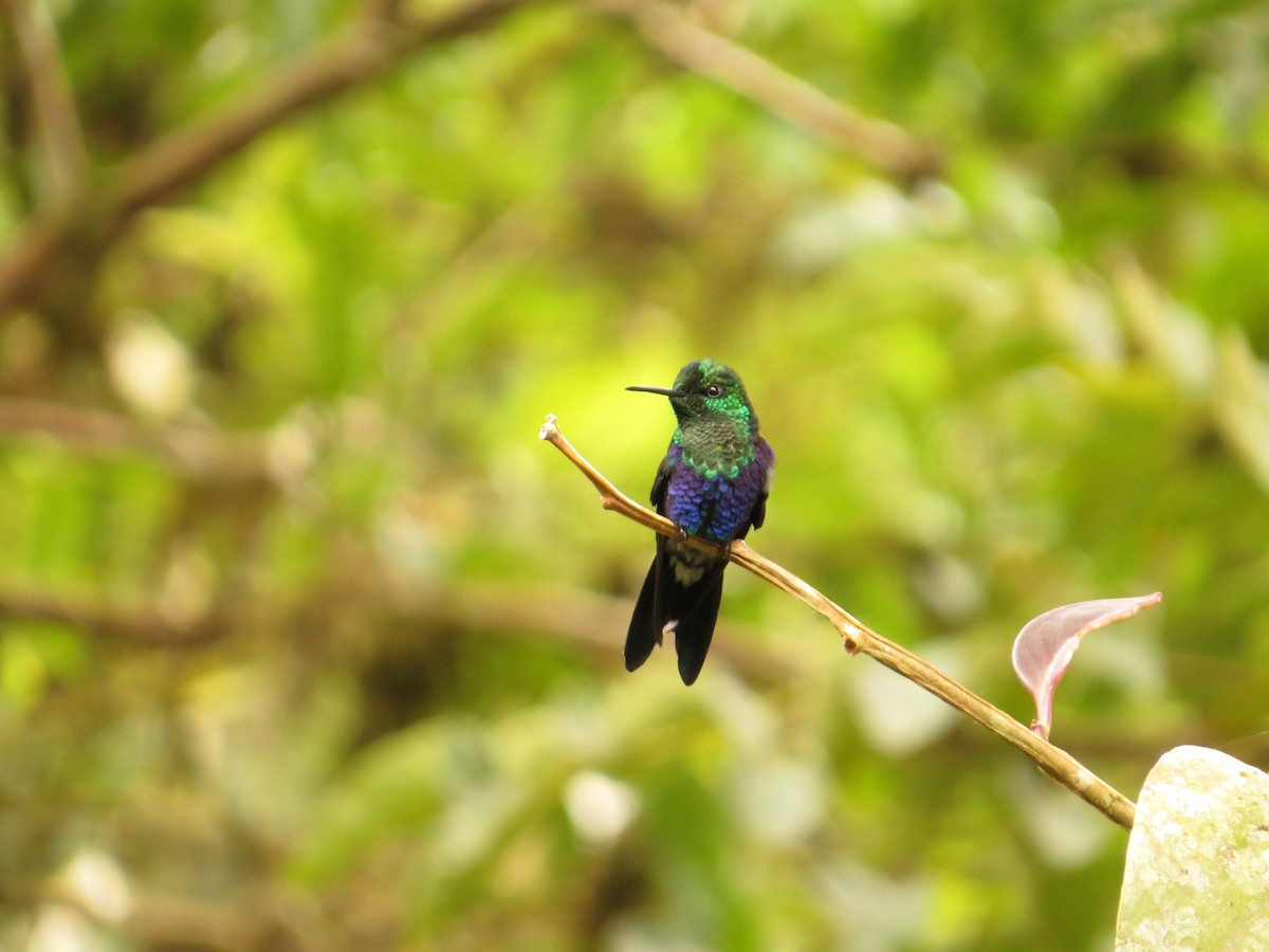 Crowned Woodnymph (Green-crowned) - ML609474792