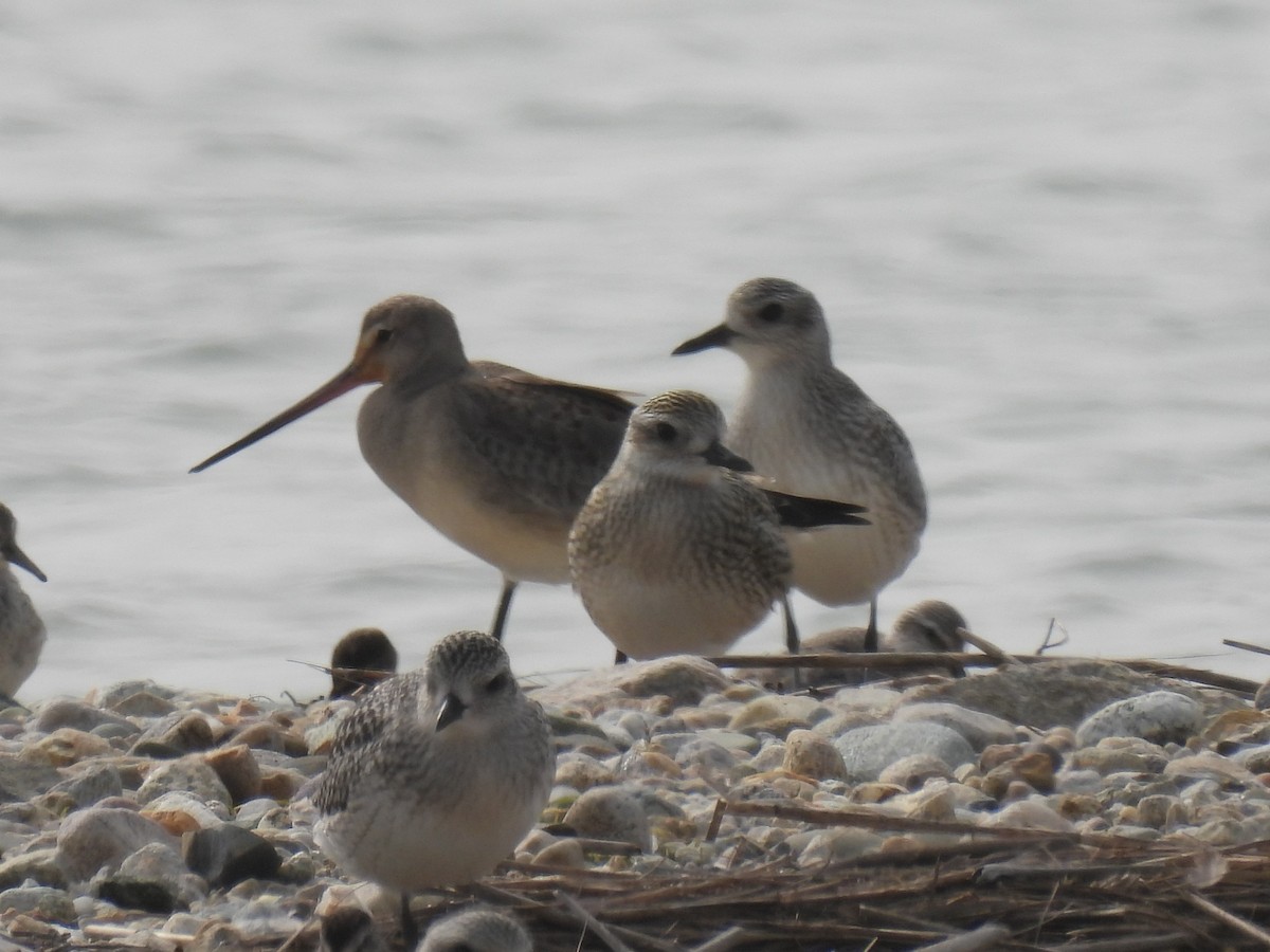 Hudsonian Godwit - ML609474863