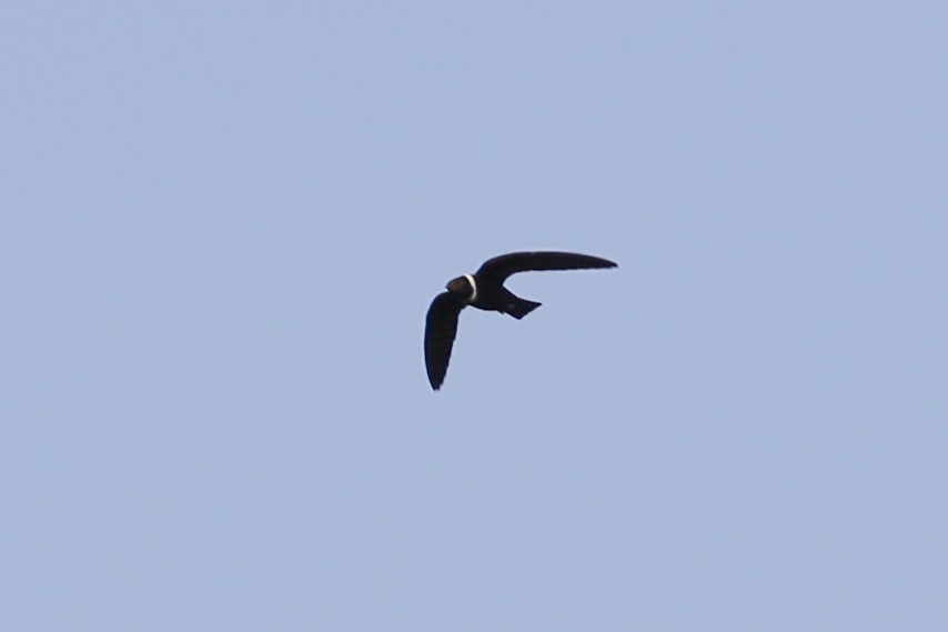 White-collared Swift - ML609474915