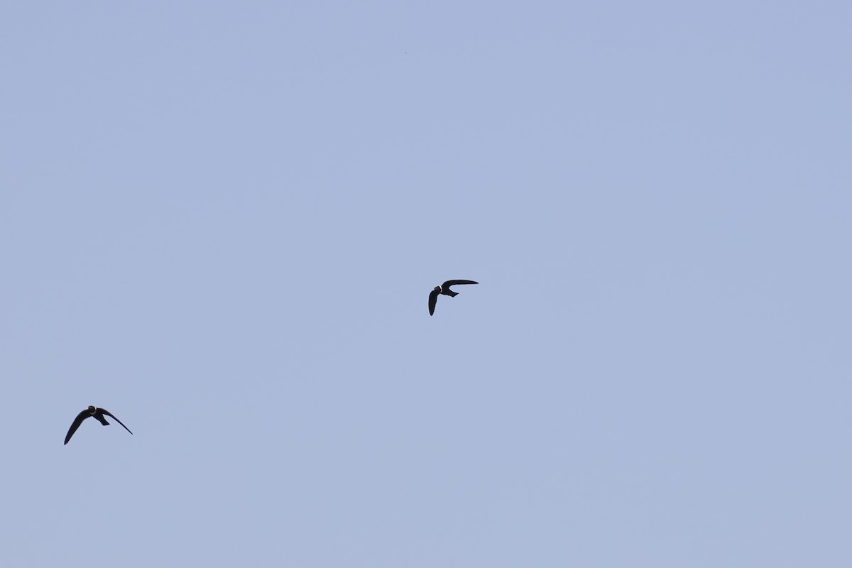 White-collared Swift - ML609474916