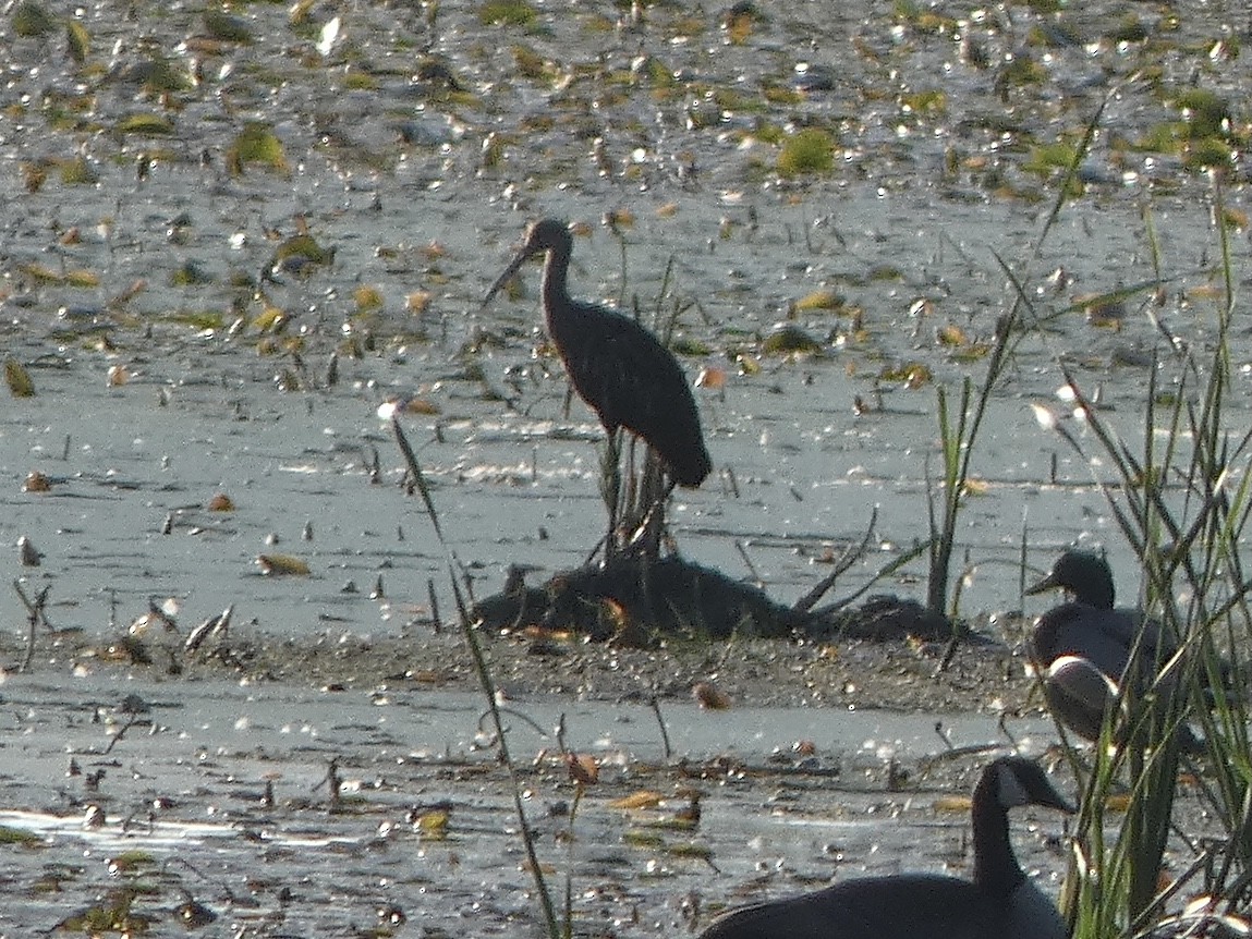 Limpkin - ML609474939