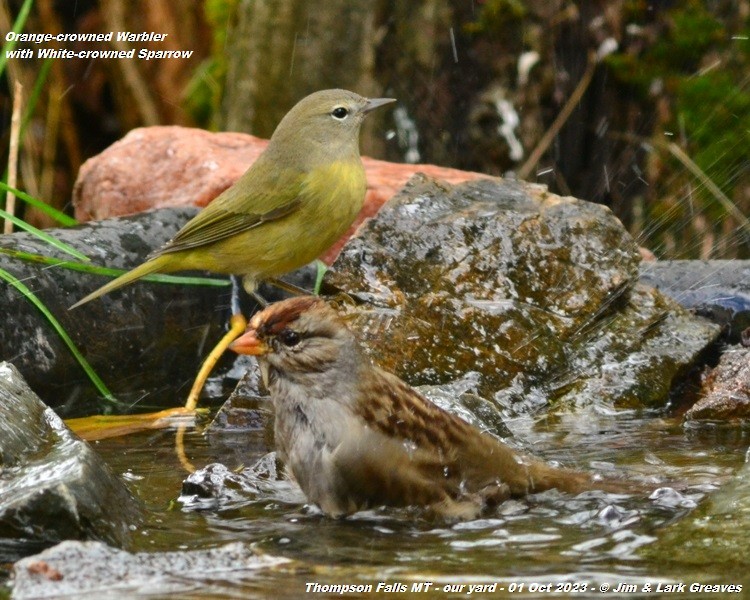 Orange-crowned Warbler - Jim Greaves