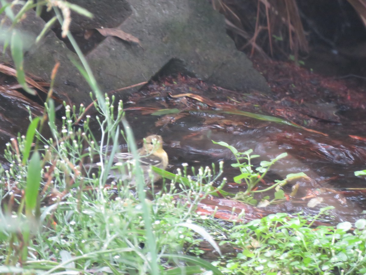 Blackpoll Warbler - ML609475012