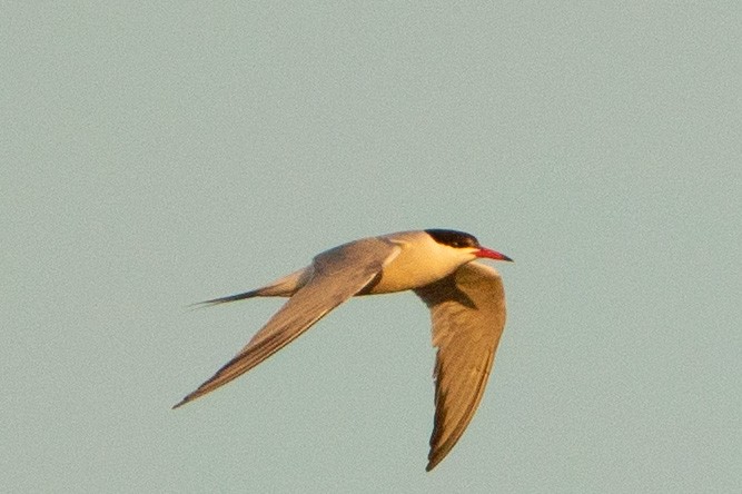 tern sp. - Keith Lea