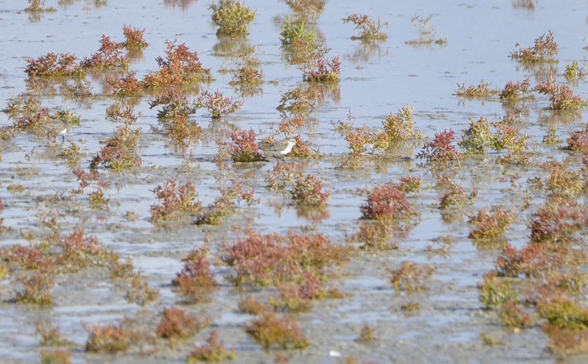 Western Sandpiper - Klaus Bielefeldt