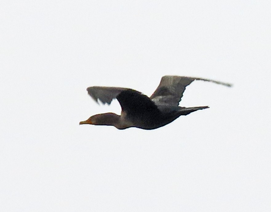 Double-crested Cormorant - ML609475112