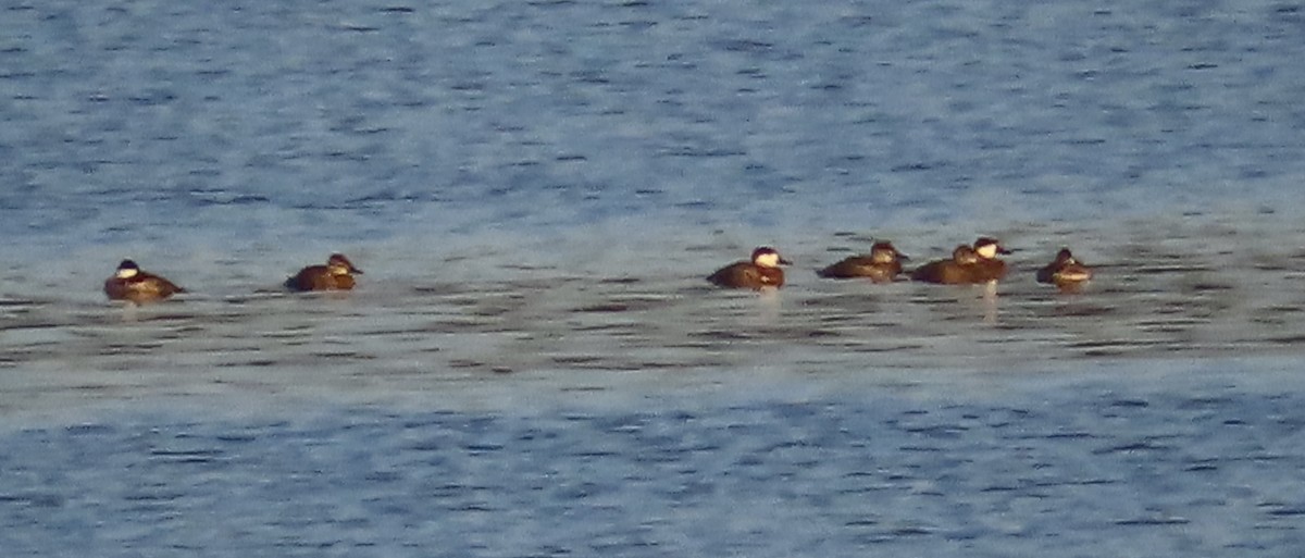 Ruddy Duck - ML609475118