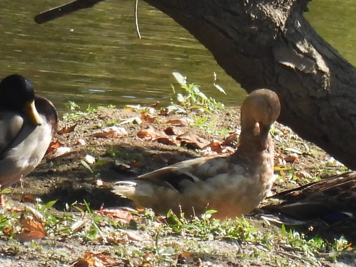Canard colvert - ML609475149