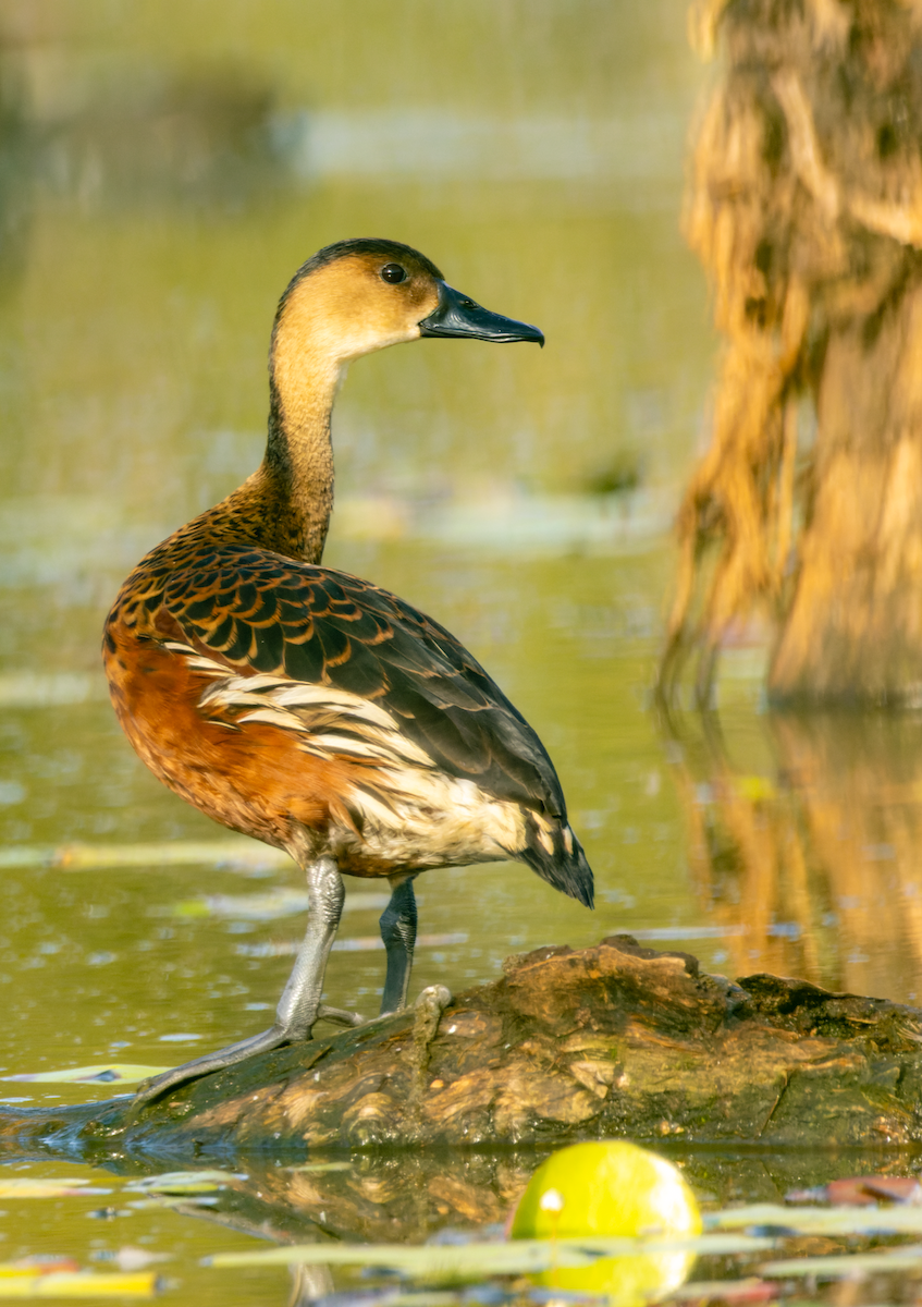 Dendrocygne à lunules - ML609475150