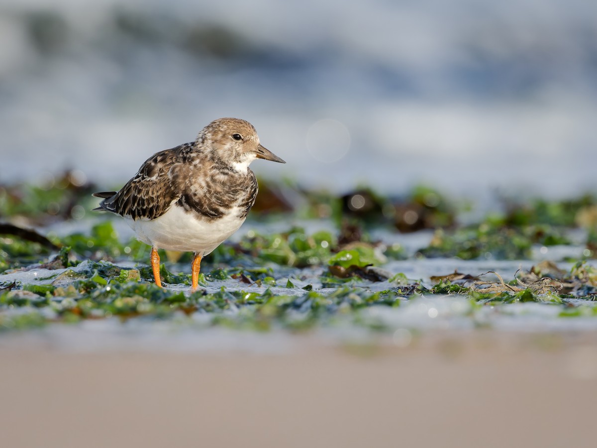 Taşçeviren - ML609475151