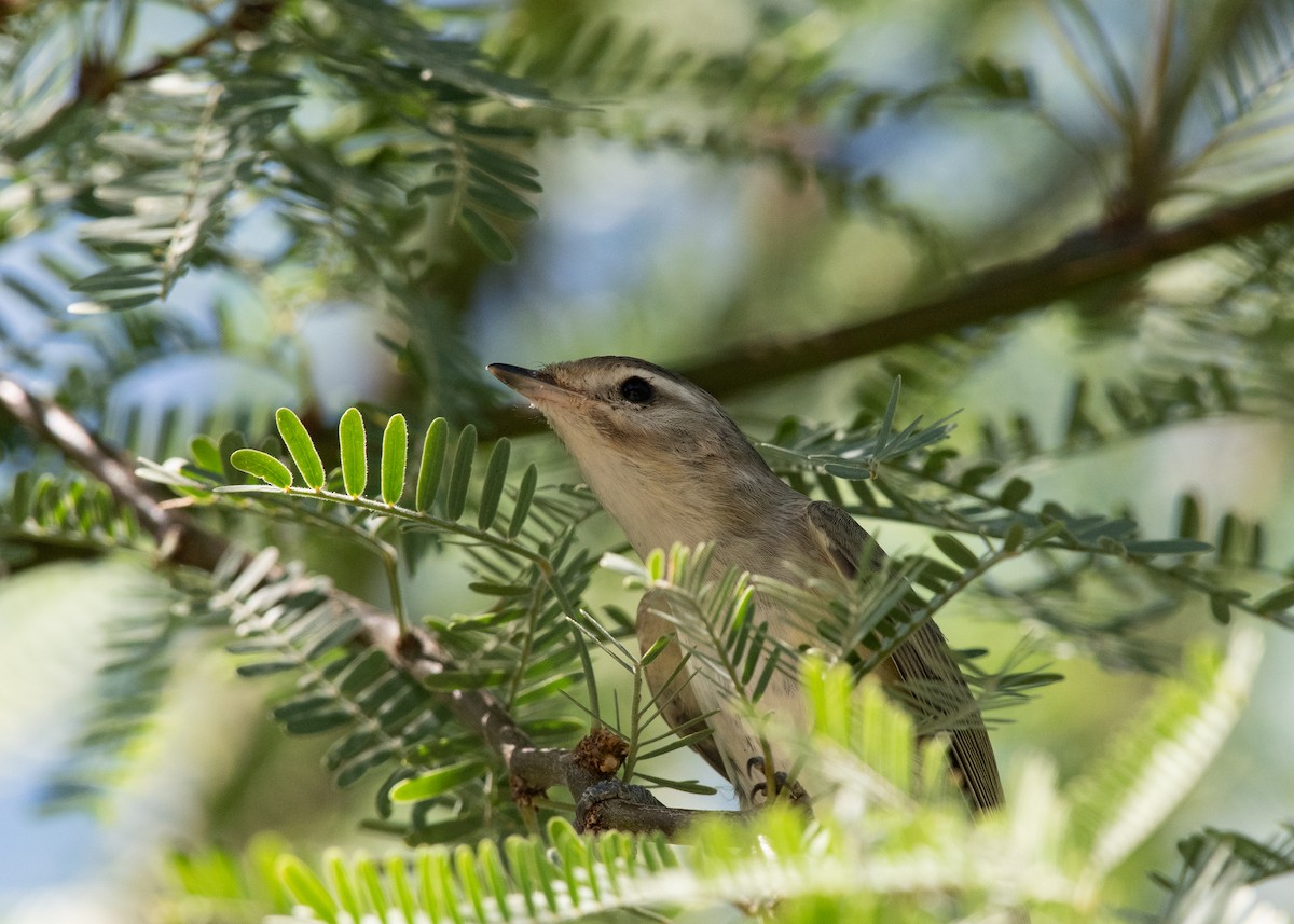 Warbling Vireo - Bente Torvund