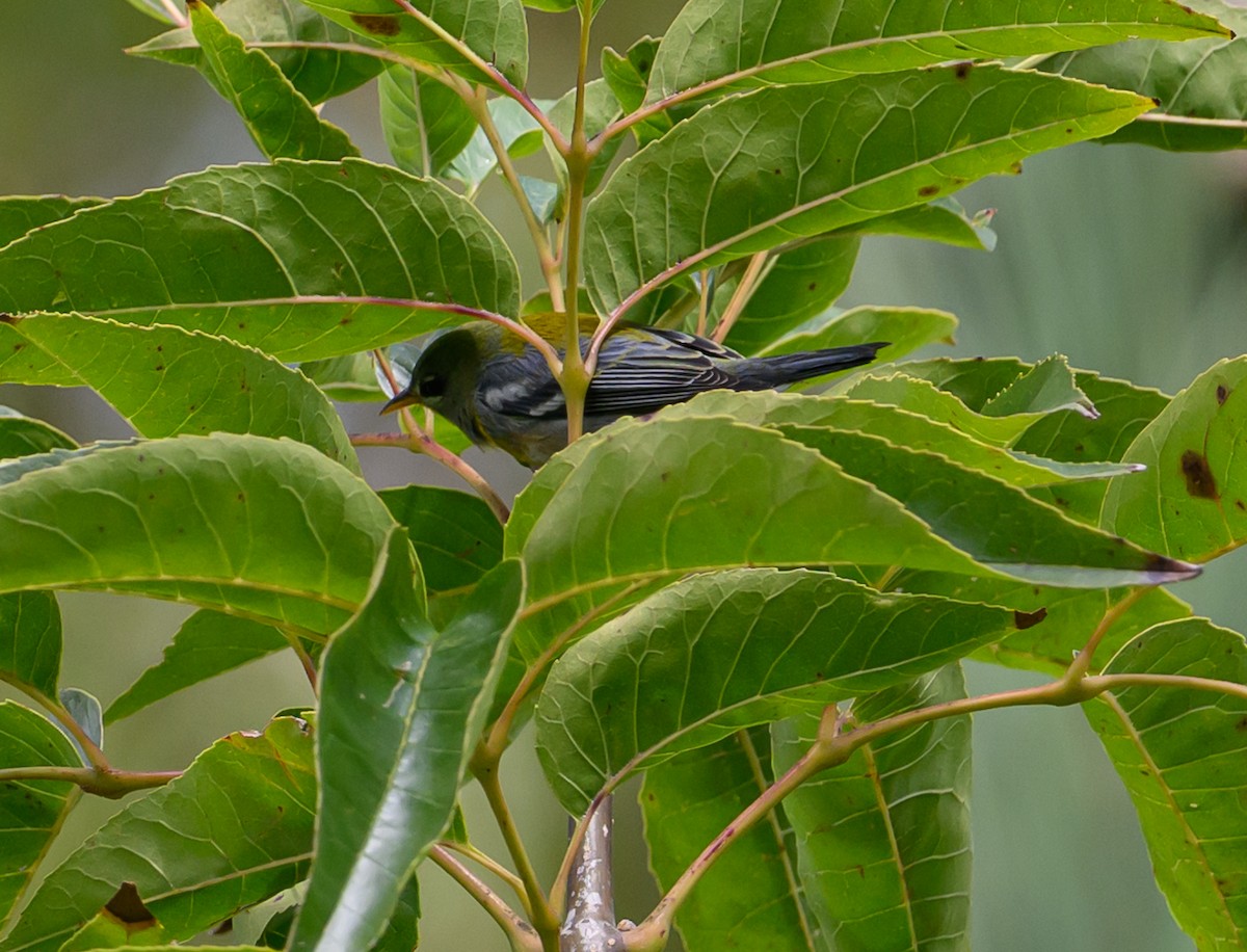 Northern Parula - ML609475350