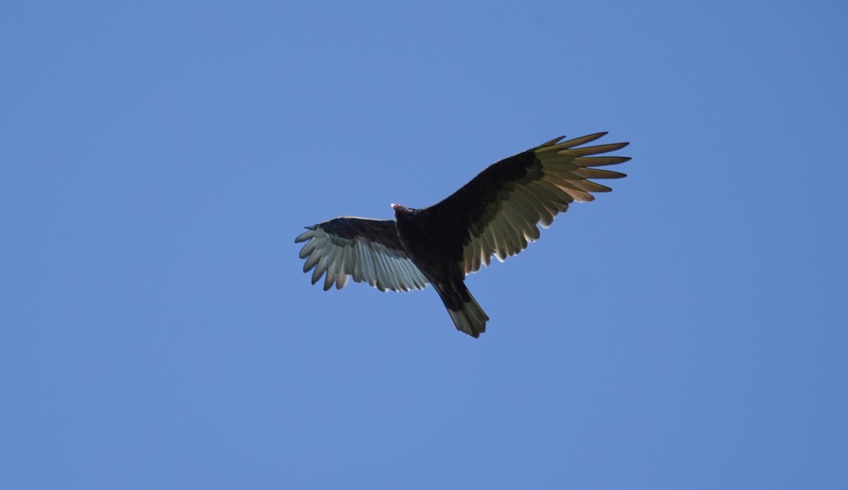 Turkey Vulture - ML609475378