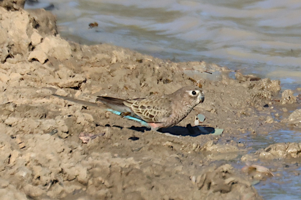 Bourke's Parrot - ML609475389