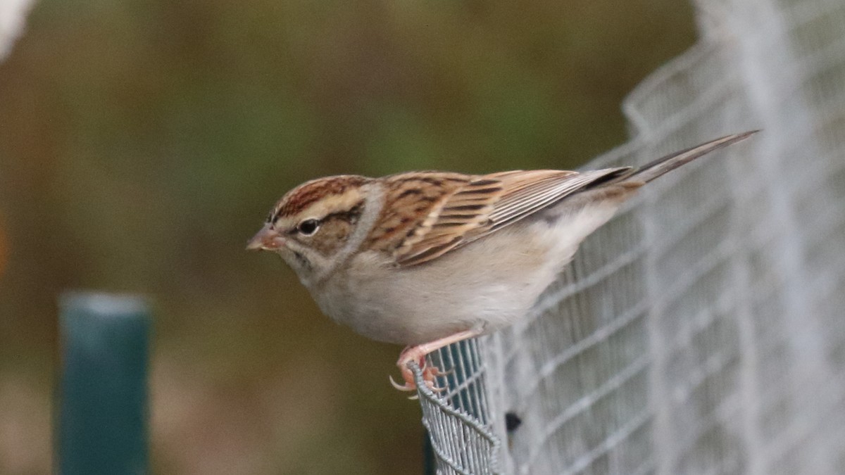 Chipping Sparrow - ML609475406
