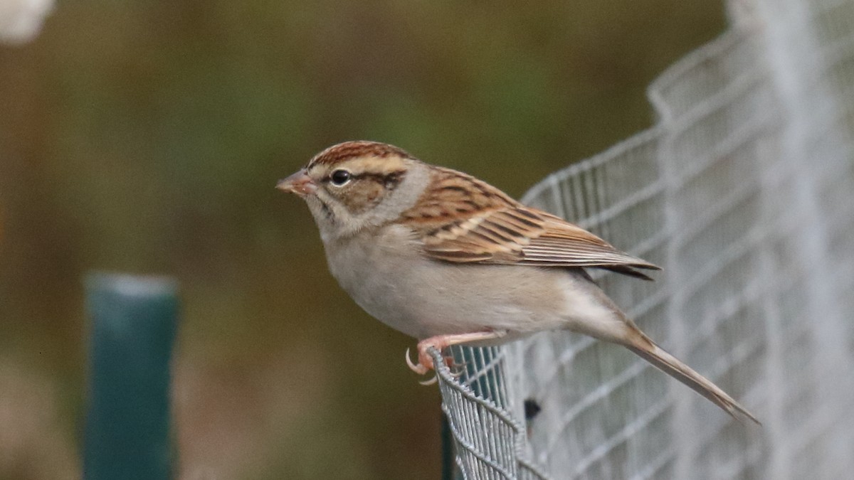 Chipping Sparrow - ML609475407