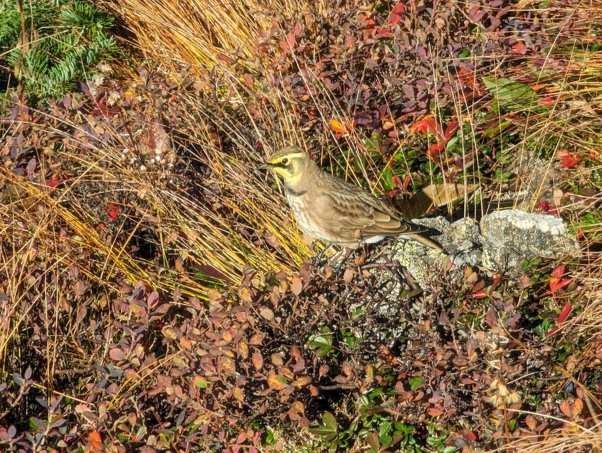 Horned Lark - ML609475413