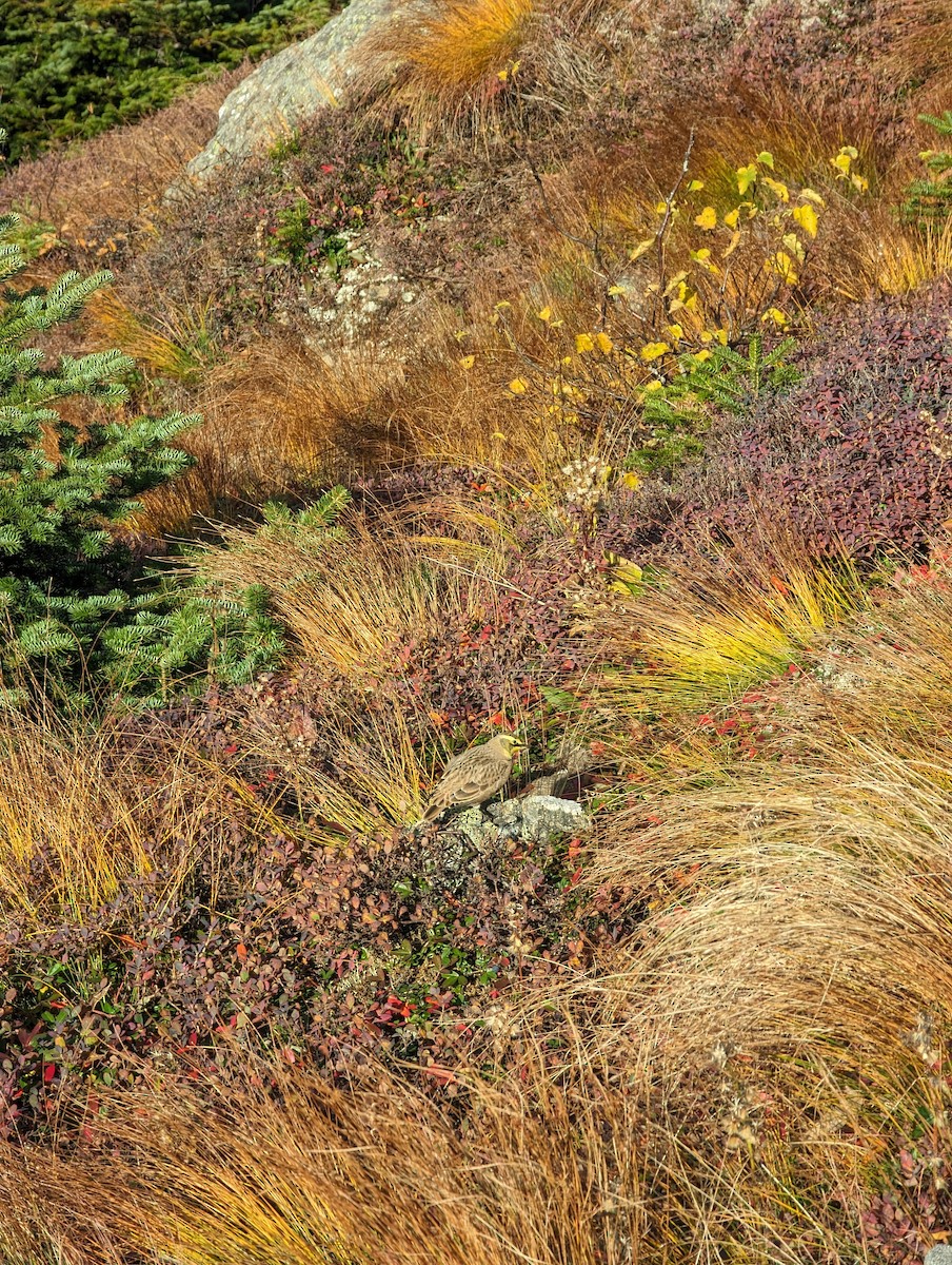 Horned Lark - ML609475415