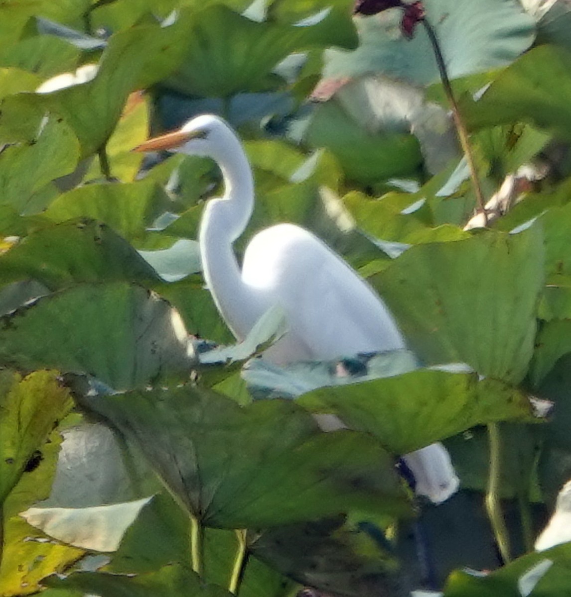 Great Egret - Doug Wassmer