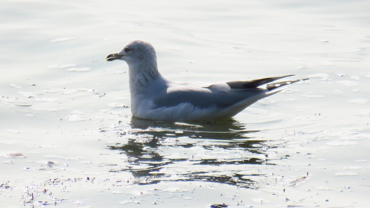 Ring-billed Gull - ML609475465