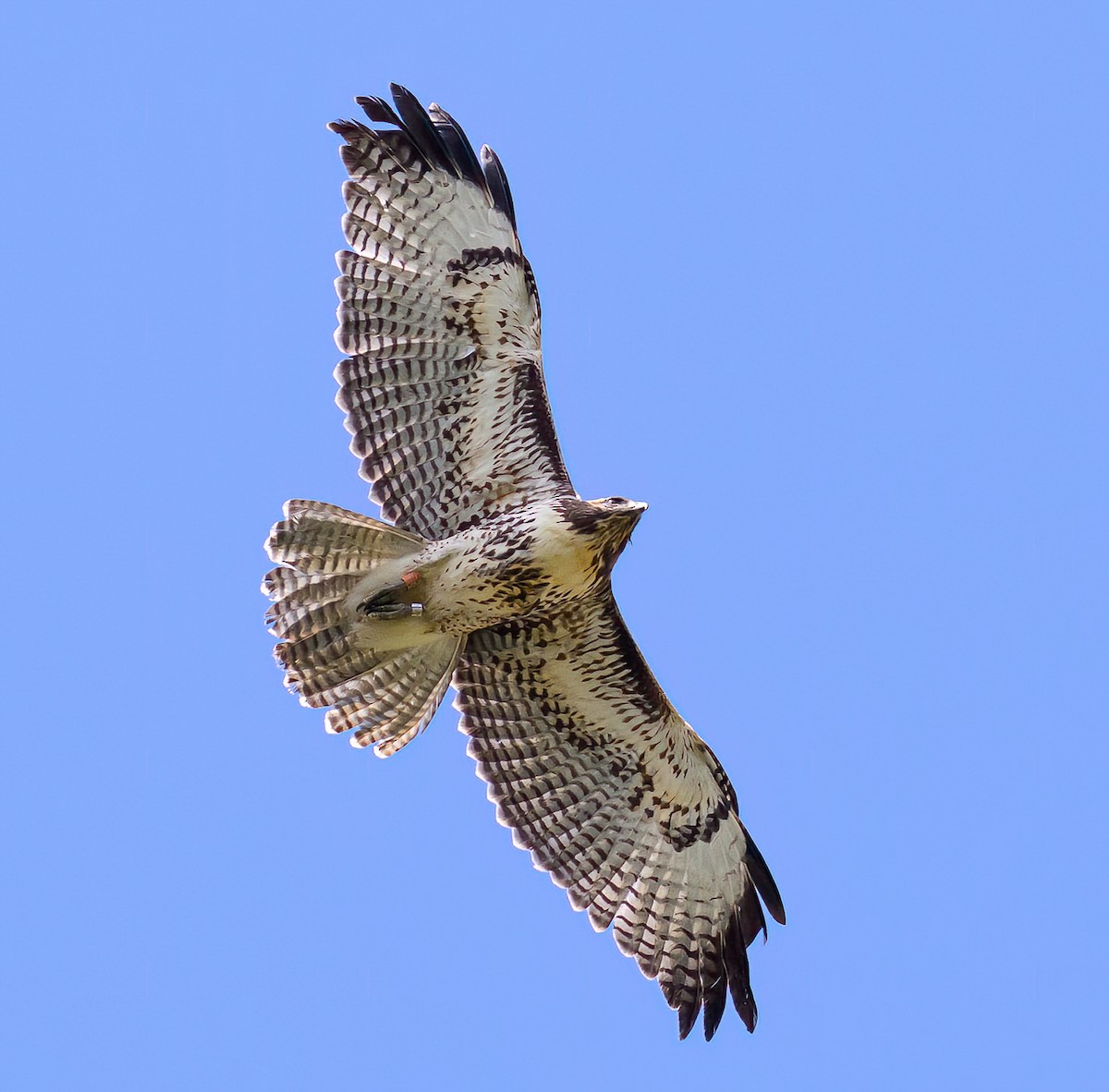 Red-tailed Hawk - ML609475474