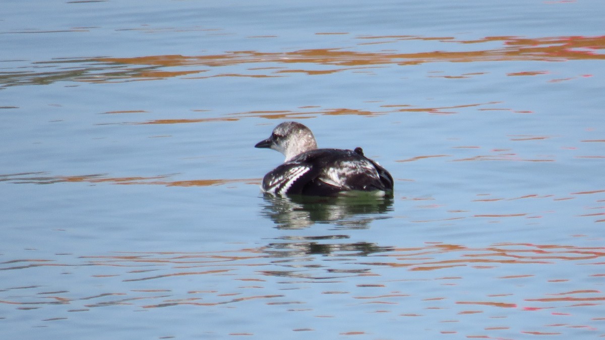 Guillemot à miroir - ML609475481