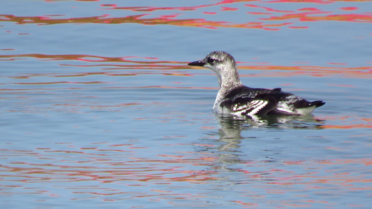 Black Guillemot - Peter Fraser