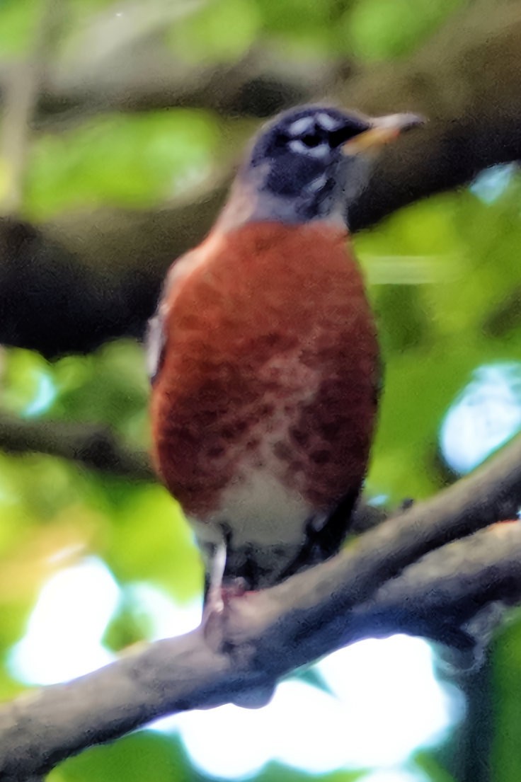 American Robin - ML609475484