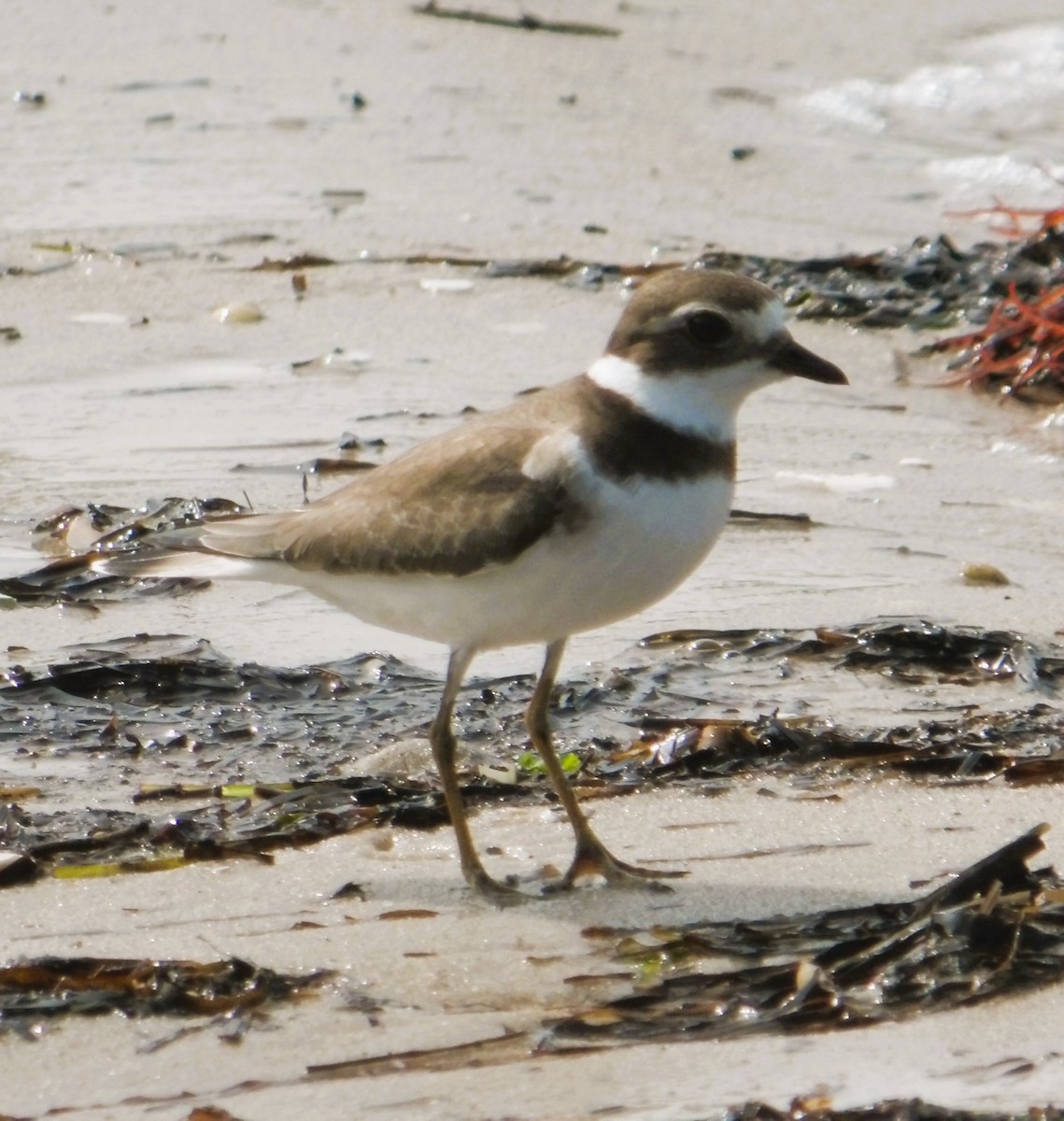 Semipalmated Plover - ML609475506