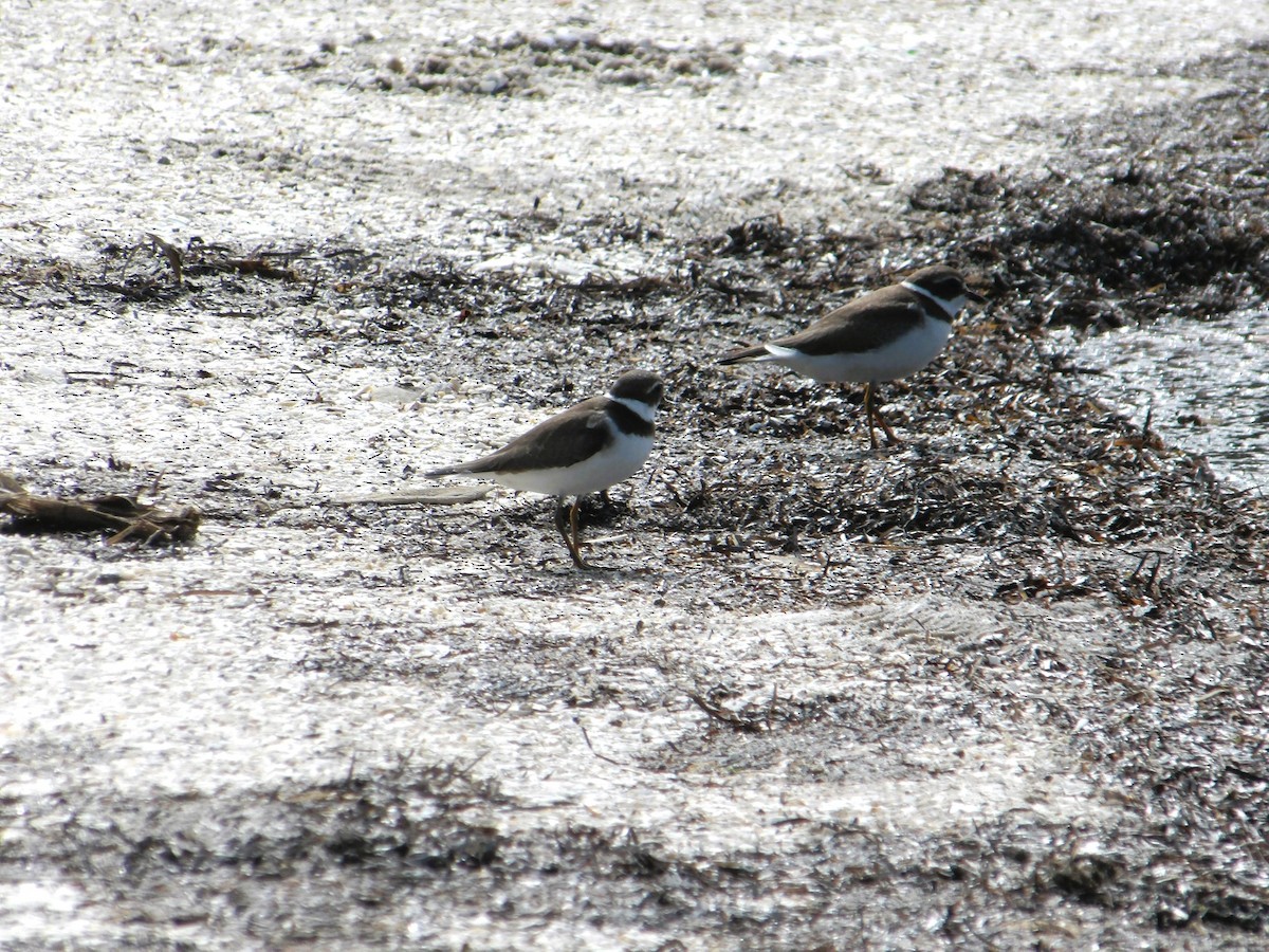 Semipalmated Plover - ML609475507