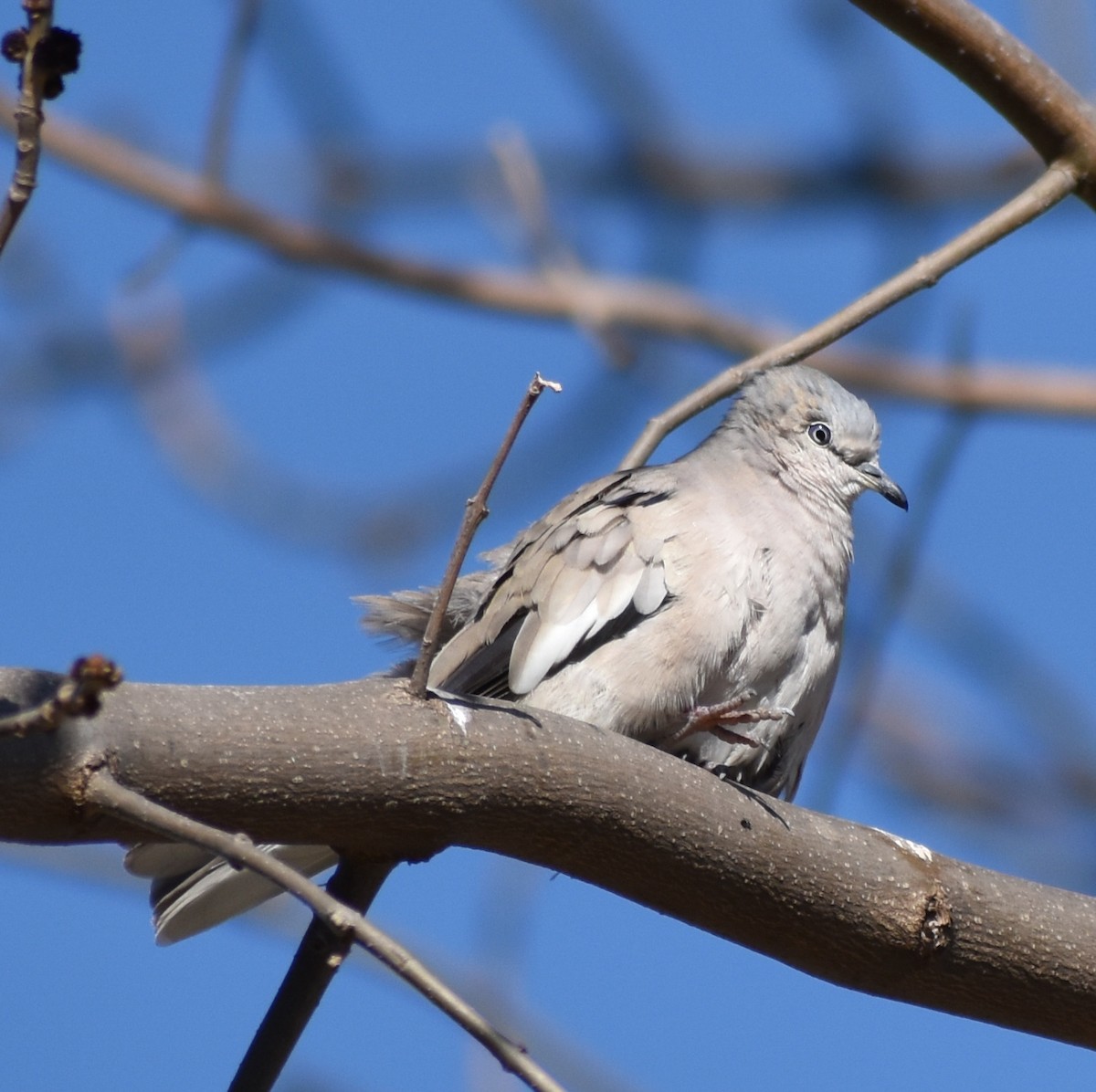 Picui Ground Dove - ML609475515