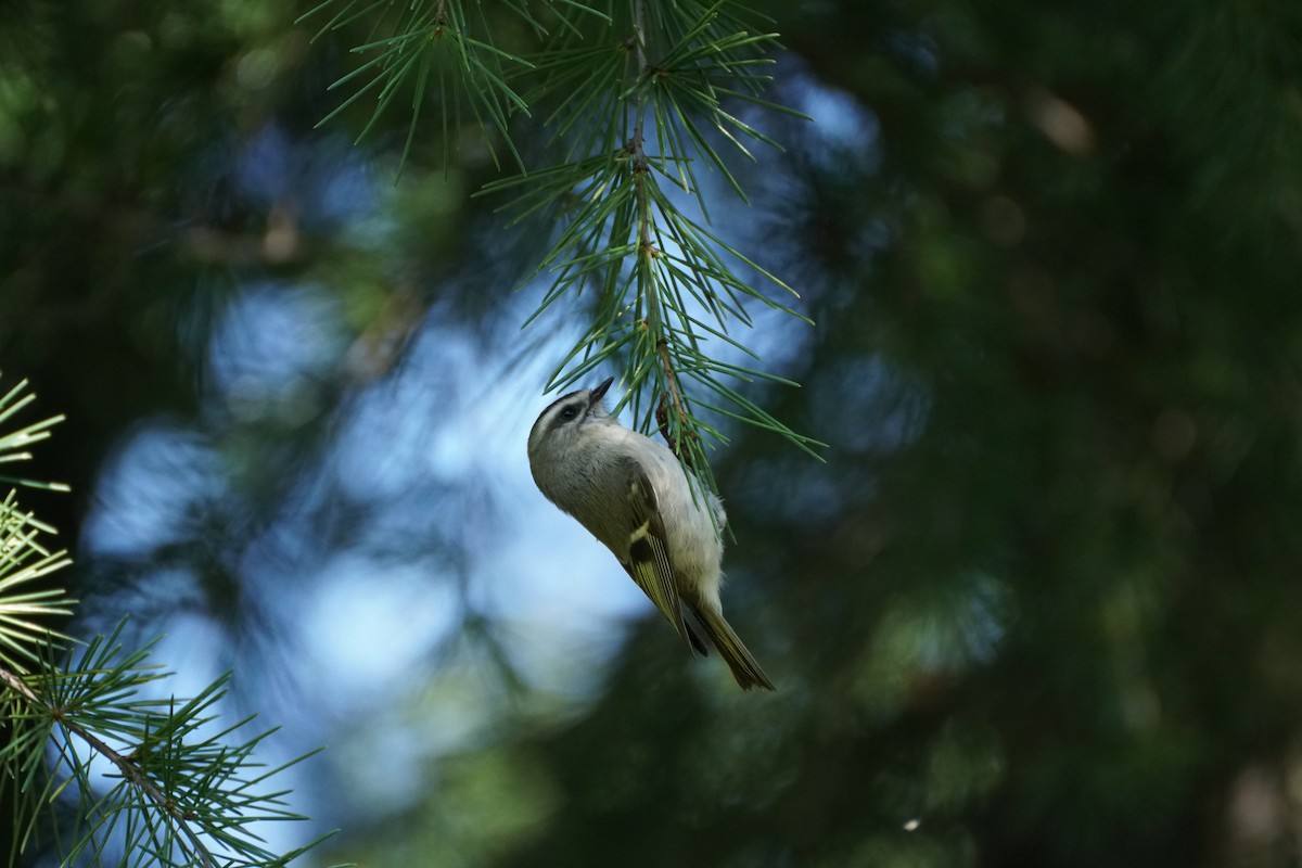 Golden-crowned Kinglet - ML609475567