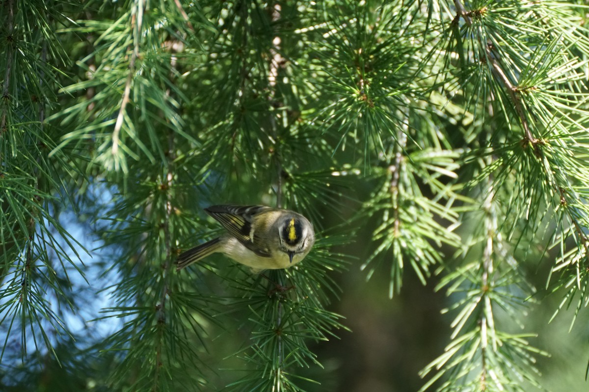 Golden-crowned Kinglet - ML609475569