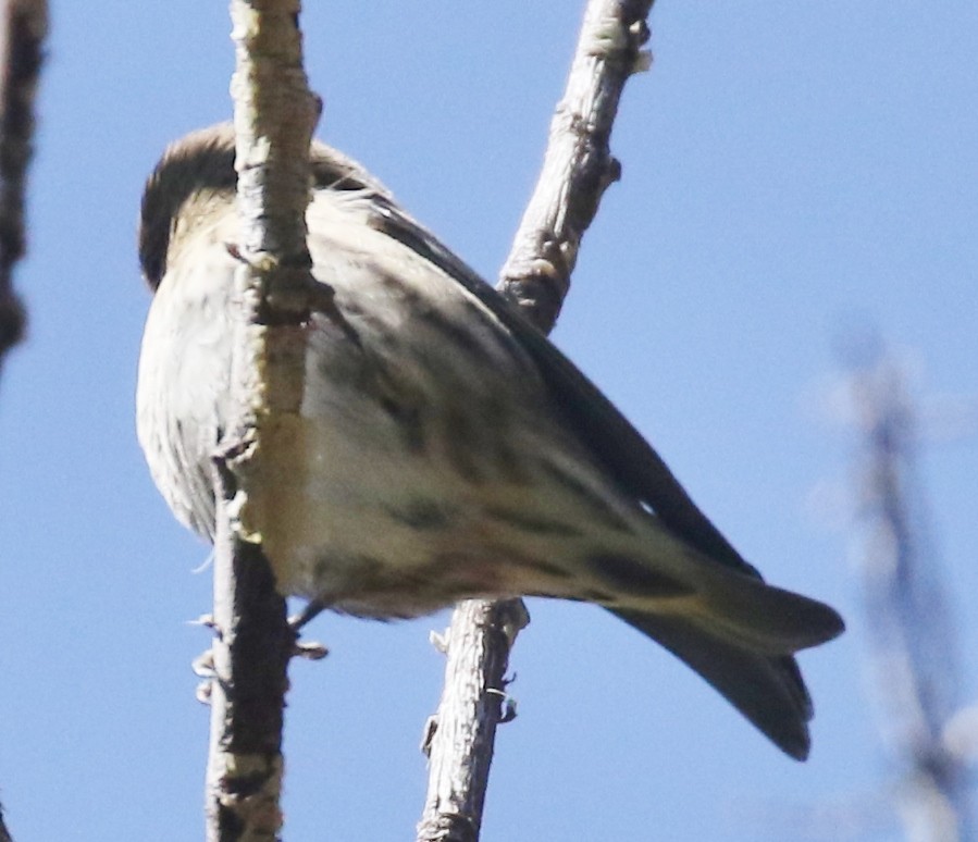 Pine Siskin - ML609475753