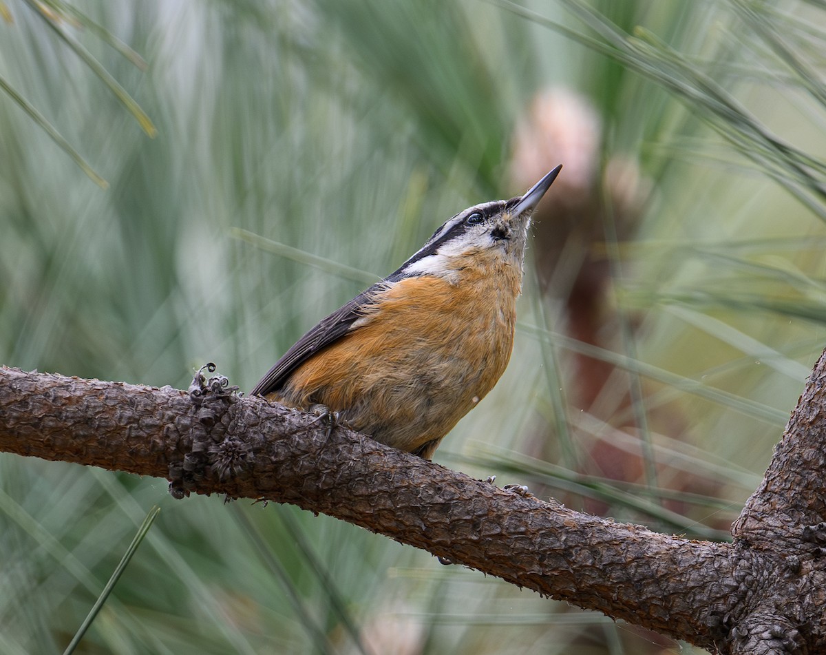 Red-breasted Nuthatch - ML609475796