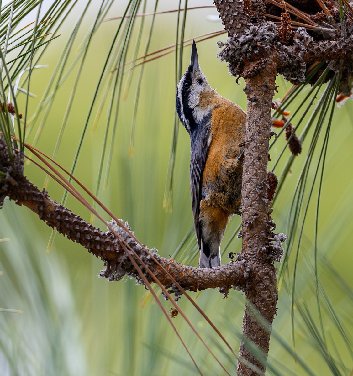 Red-breasted Nuthatch - ML609475806