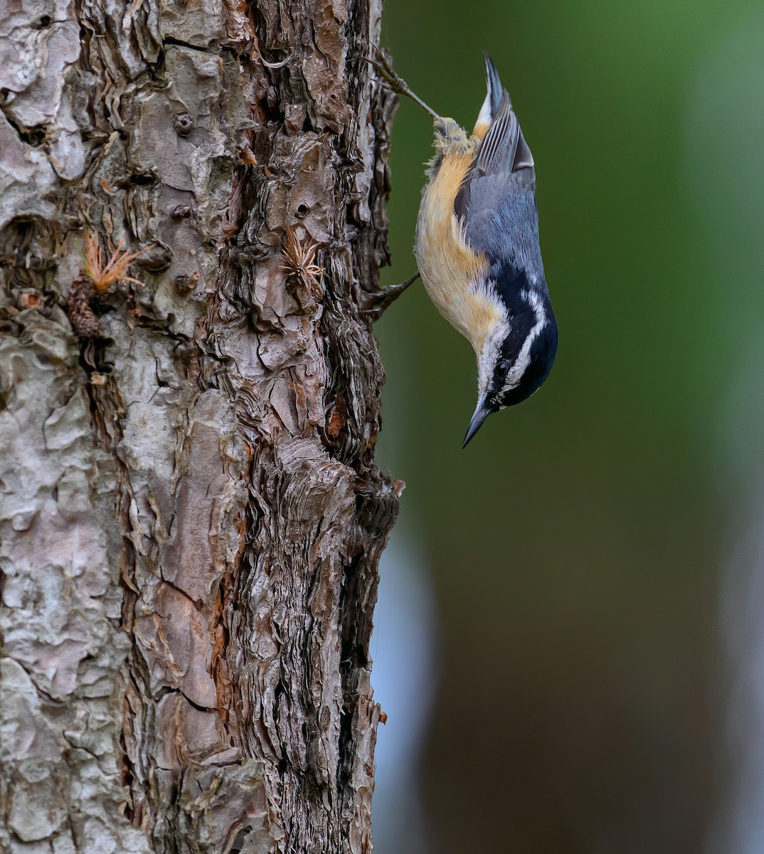 Red-breasted Nuthatch - ML609475835