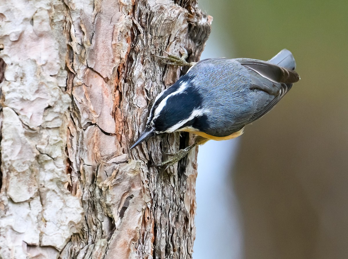 Red-breasted Nuthatch - ML609475840