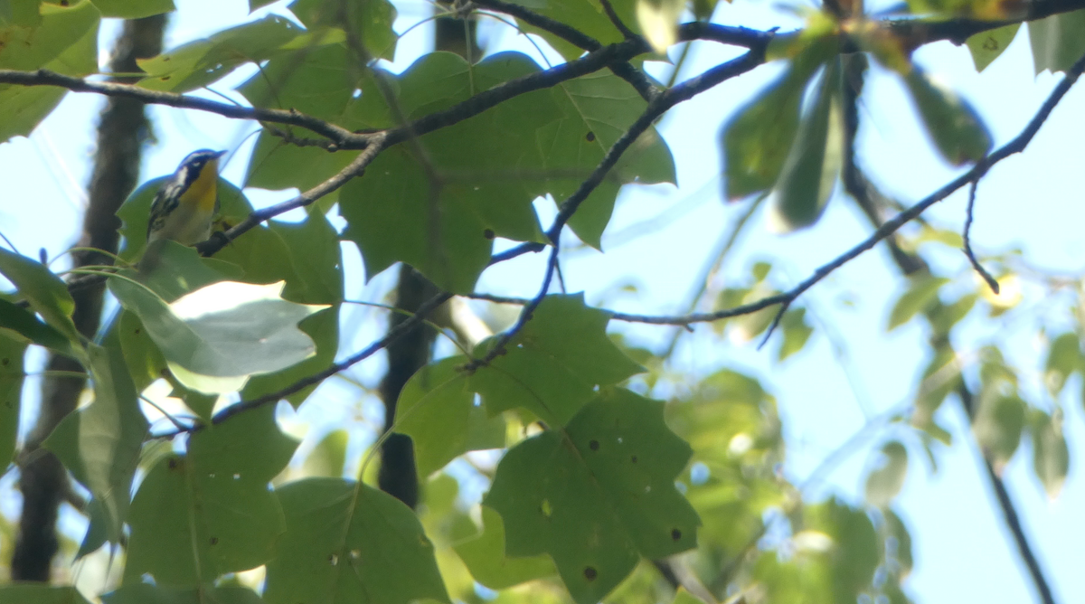Yellow-throated Warbler - ML609475850