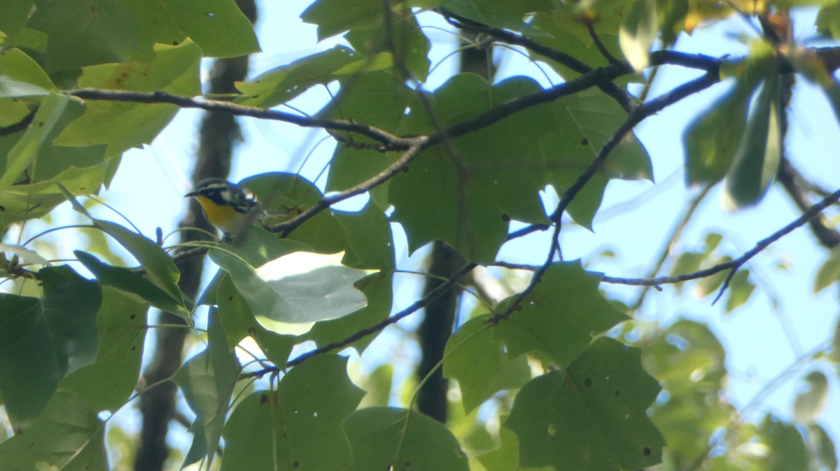 Yellow-throated Warbler - ML609475869